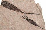 Eocrinoid (Ascocystites) Mortality Plate - Ordovician #376492-1